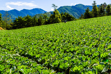Fototapeta na wymiar Fresh cabbage is soon to be harvested in the mountain of Fushoushan Farm in Taichung, Taiwan.