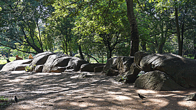 TreeS in the park with natural sculptured rocks at Cubbon Park, Bangalore, India. 