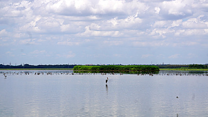 Crane standing in the waterbody at Oussudu-Boat Club, Puducherry, India part-1 ( Long Distance Version)   