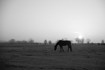 Sylwetka konia na tle zachodzącego słońca
