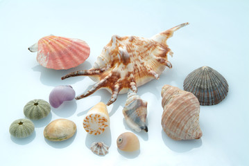 貝殻のイメージ