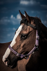 Obraz premium portret konia