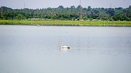 Lonely Pelican searching for a portion of food at Oussudu- Boat Club, Puducherry, India. 