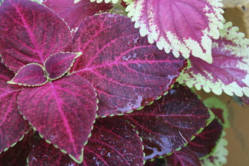 pink and green leaves