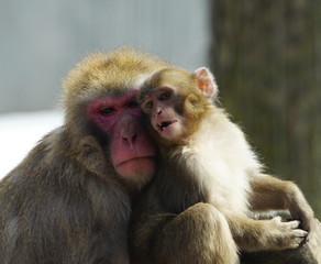 Portrait of a Mother and baby  japanese macaques cheek to cheek a moment of tenderness