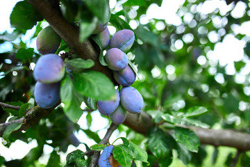 Ripe plum fruit on tree, branch of plum tree.