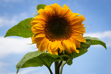 Close up of a sunflower on a sunny day in Scotland.