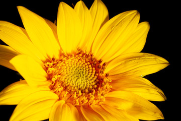 Sonnenblume mit Regentropfen