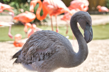 Young Flamingo