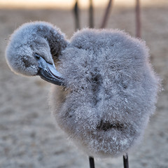 Baby Flamingo