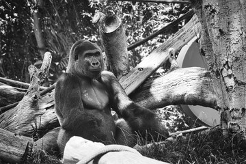 Gorilla at San Diego Zoo