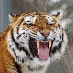 Fototapeta na wymiar Extreme closeup full frame portrait of a very angry siberian tiger tigre de l'amour