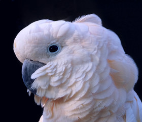 Extreme close-up portrait of a white cockatoo  parrot cacatoes    