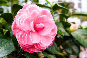 Pink with white Camellia flowers, beautiful pink with white flowers blooming in the garden in winter, 