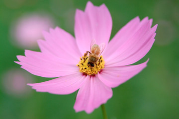コスモスとミツバチ