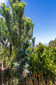 Silver tree Leucadendron argenteum in Kirstenbosch National Botanical Garden.