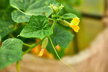 Cucumbers in a garden in the village, scourge of cucumbers