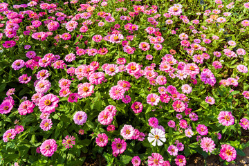 Fototapeta premium Beautiful colorful cosmos flowers blooming in the garden.