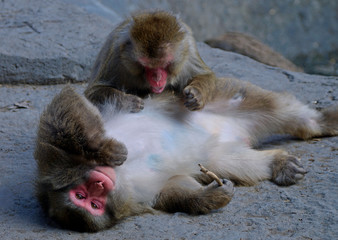 Close-up of a japenese monkey laying on his back while another is grooming him