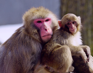 Extreme close-up of a mother and baby japanese macaque