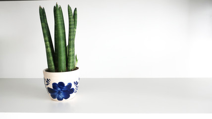 Succulent plant in ceramic pot on white wood table background