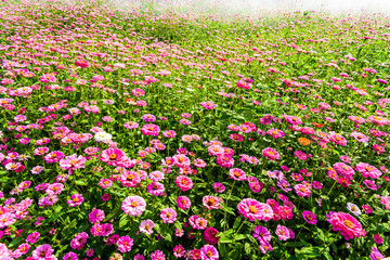 Beautiful colorful cosmos flowers blooming in the garden.