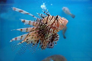 Lionfishes, Turkeyfishes, Firefishes, Butterfly-cods on blue background.