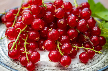 Ripe healthy antioxidant red currant berries
