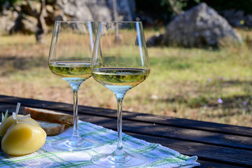 Summer picnic or lunch with tasting of white wine in olive tree groves in Lazio, Italy