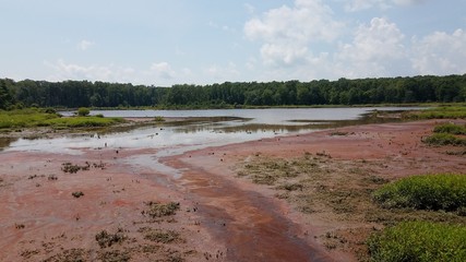 mud and red algae bloom in water in wetland