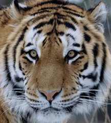 Full frame portrait of a siberian bengal tiger