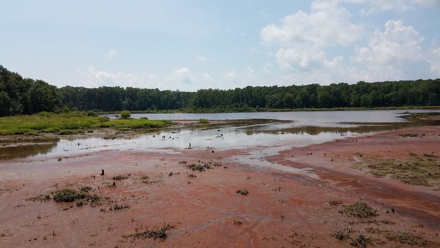 Mud And Red Algae Bloom In Water In Wetland