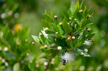 Botanical collection of medicinal plants and herbs, white flowers Myrtus communis or true myrtle plant used in aromatherapy and medicine