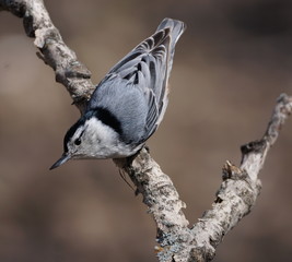 Close-up portrait of a nuthatch bird perched head down on a branch 