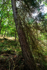 promenade en forêt le matin