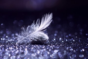 Beautiful white feather and furry catkin on a silver glittering and bokeh background