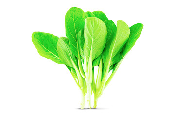 Fresh green lettuce isolated on white background with clipping path