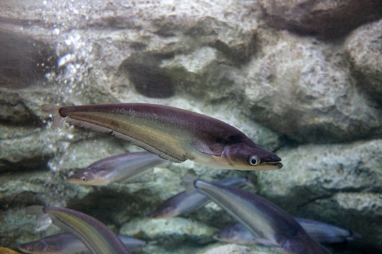 whisker sheatfish swimming in the aquarium.  Phalacronotus bleekeri, commonly known as Bleeker's Sheatfish.