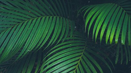 green leaves of palm for nature background	