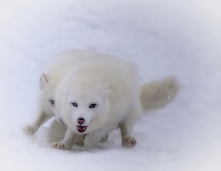 Naklejka premium Two white arctic foxes taking a race in the snow 