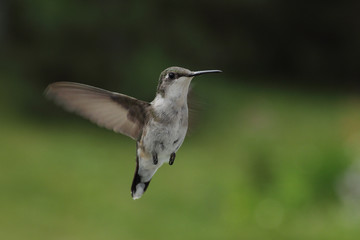 Fototapeta na wymiar A hummingbird flying in place on a green background