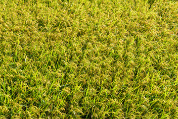 Rice crop soon to be harvest in the paddy field of Taiwan.