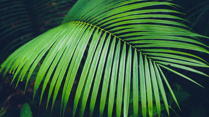 green leaves of palm for nature background	