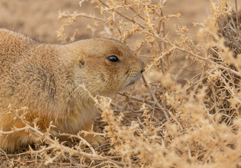 Cute Prairie Dog on the Grasslands
