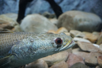 Head of Blotched snakehead fish, Forest snakehead fish or Channa lucius in the aquarium.