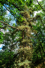 promenade en forêt le matin