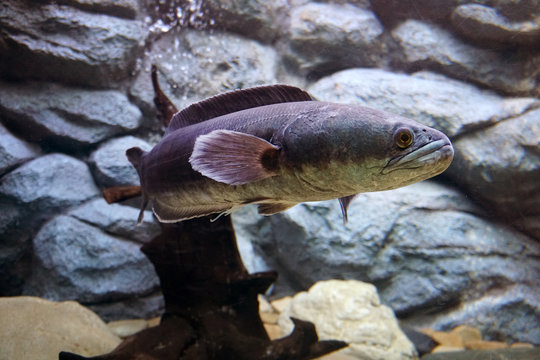 Great snakehead, Giant snakehead fish swimming in the aquarium.