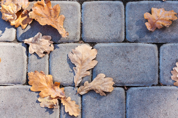 Naklejka na ściany i meble Dry red yellow leaves on the sidewalk, paving stones, concrete tiles in autumn fall on a sunny day.