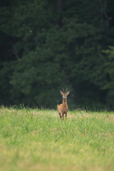 European roe deer, capreolus capreolus, on the meadow. Deer looking for a doe. Deer during the rutting time. European nature.