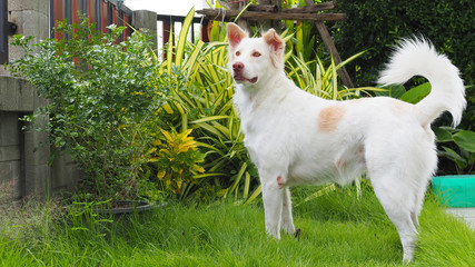 white goat on green grass